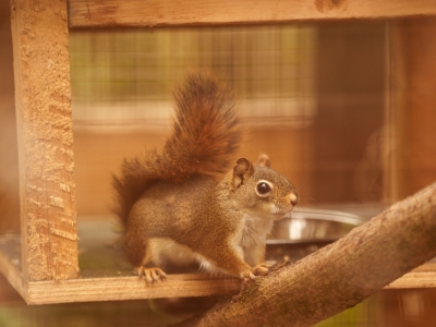 &Eacute;cureuil roux am&eacute;ricain - De Zonnegloed - Refuge pour animaux